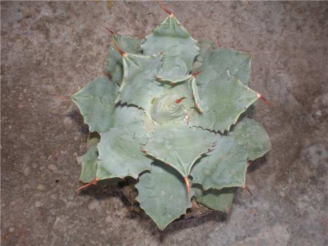 Agava potatorum